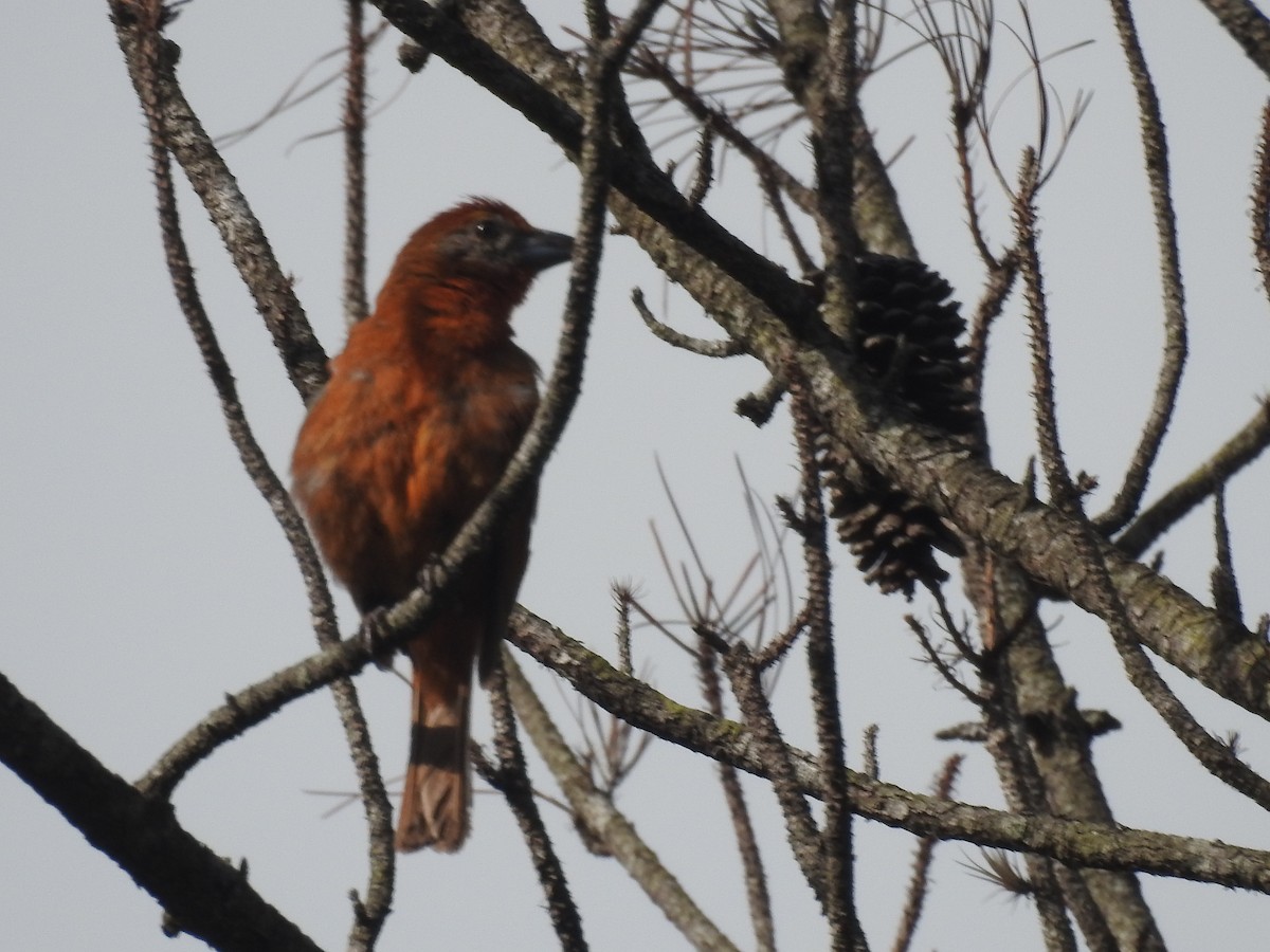 Hepatic Tanager - ML642888730