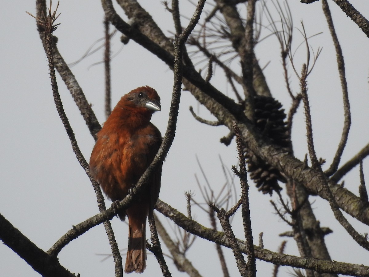 Hepatic Tanager - ML642888731