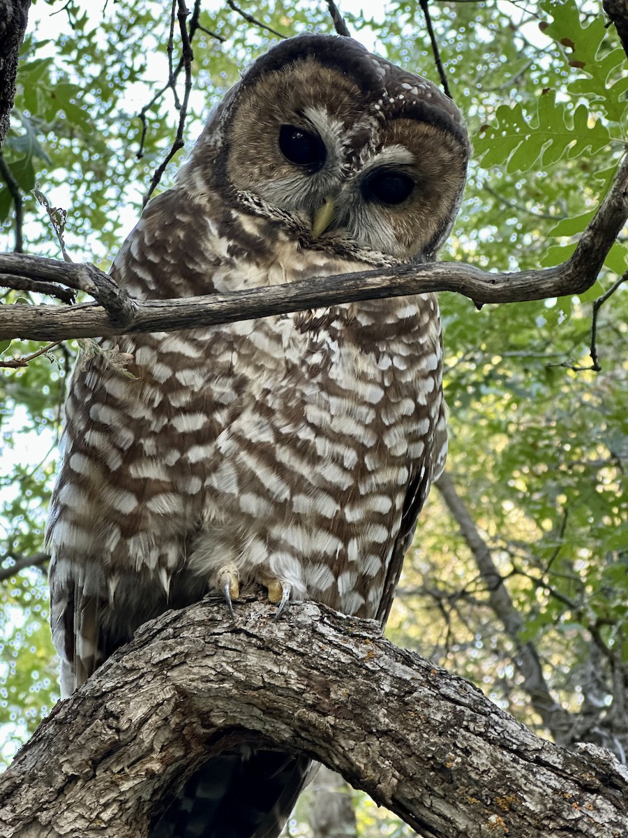 Spotted Owl (Mexican) - ML642888733