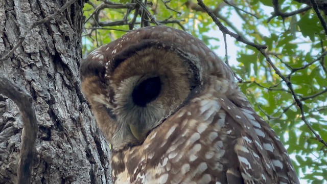 Spotted Owl (Mexican) - ML642888735