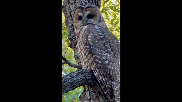 Spotted Owl (Mexican) - ML642888736