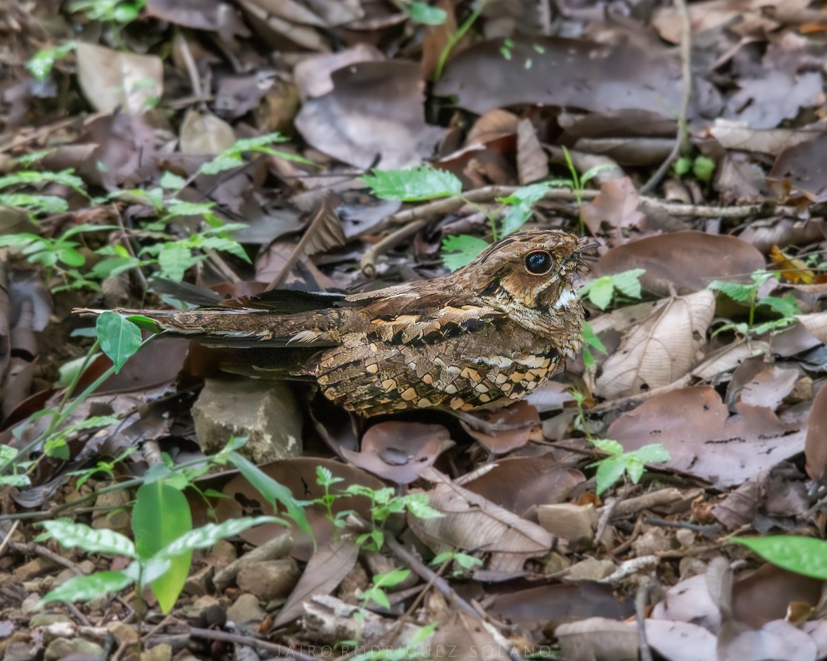 Common Pauraque - ML642888740