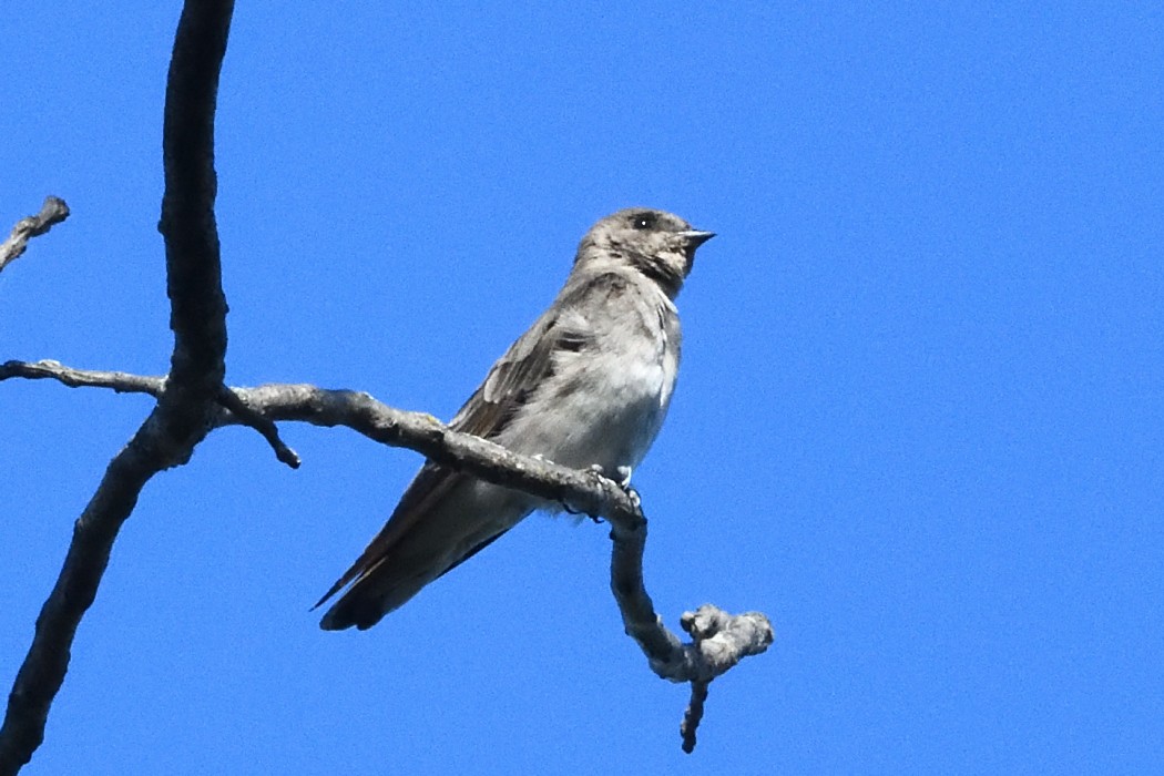 Northern Rough-winged Swallow - ML642888761