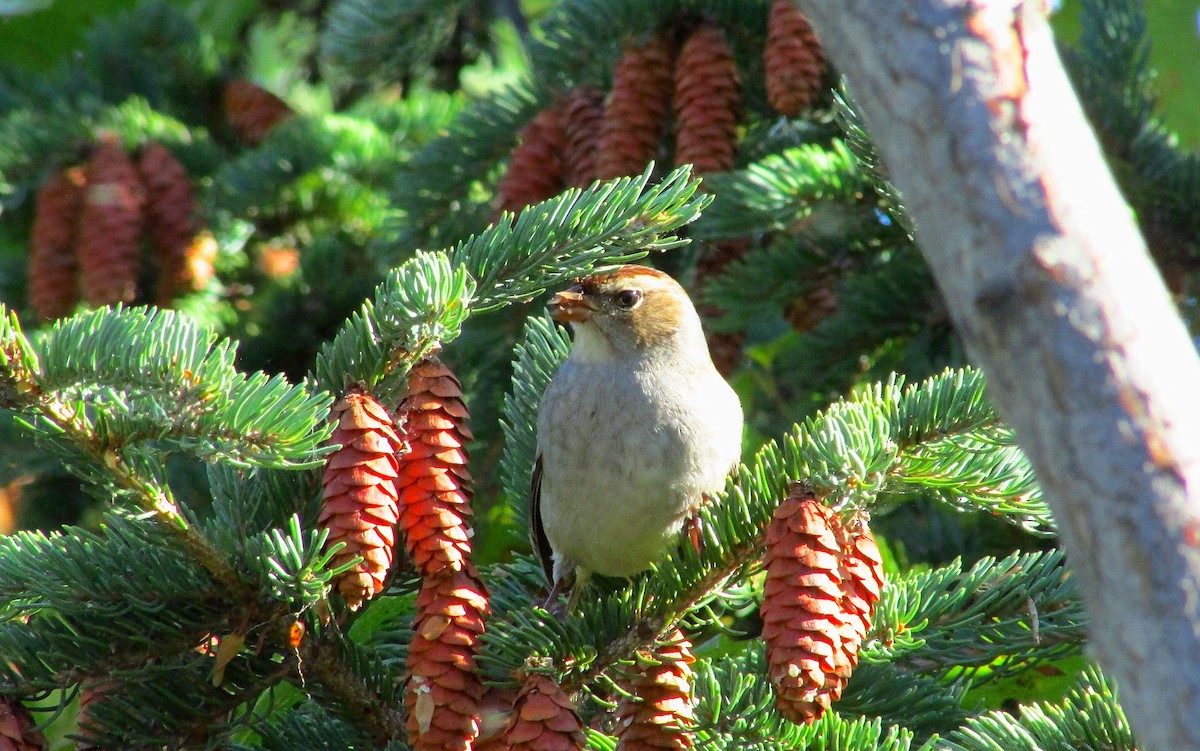 White-crowned Sparrow - ML642888766