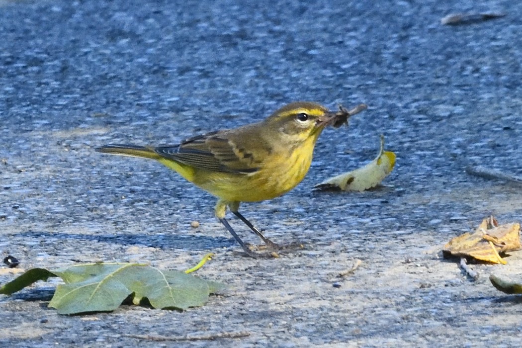 Palm Warbler (Yellow) - ML642888769