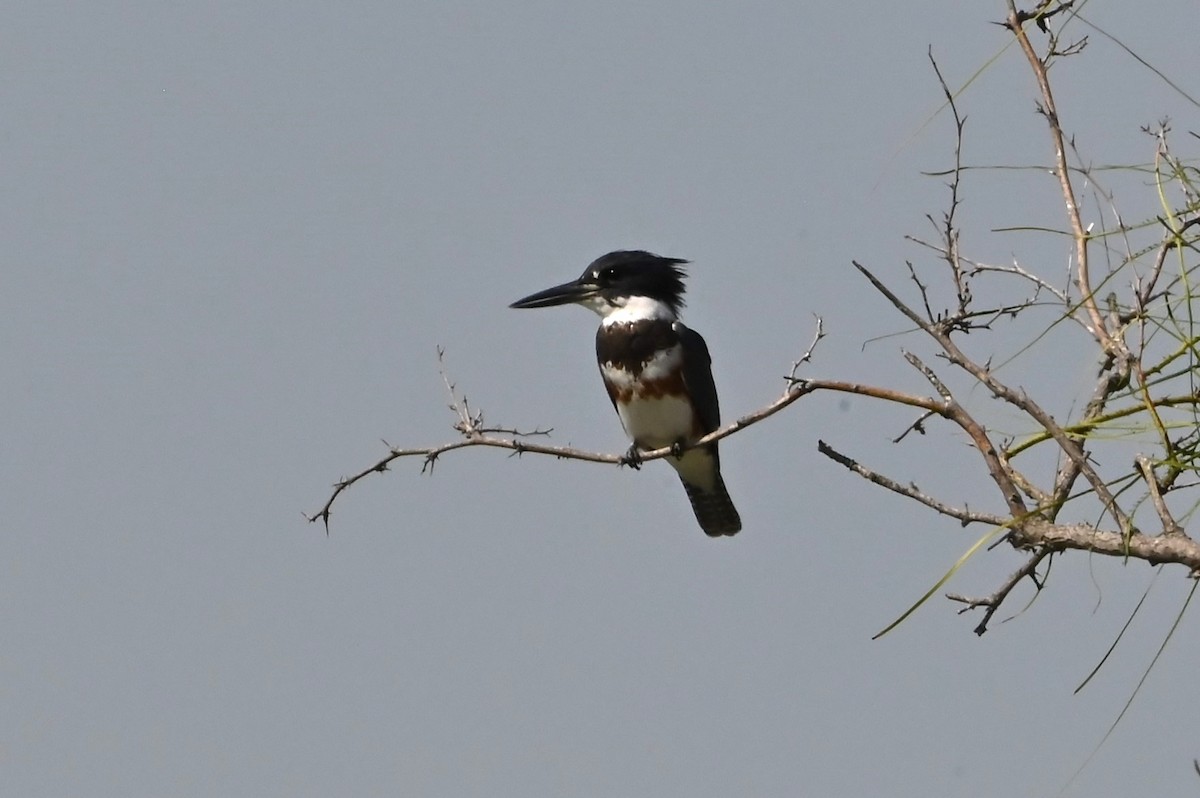 Belted Kingfisher - ML642888770