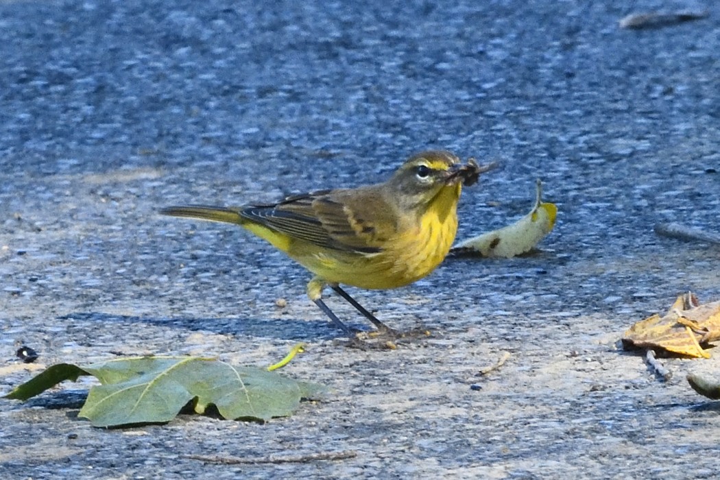 Palm Warbler (Yellow) - ML642888783