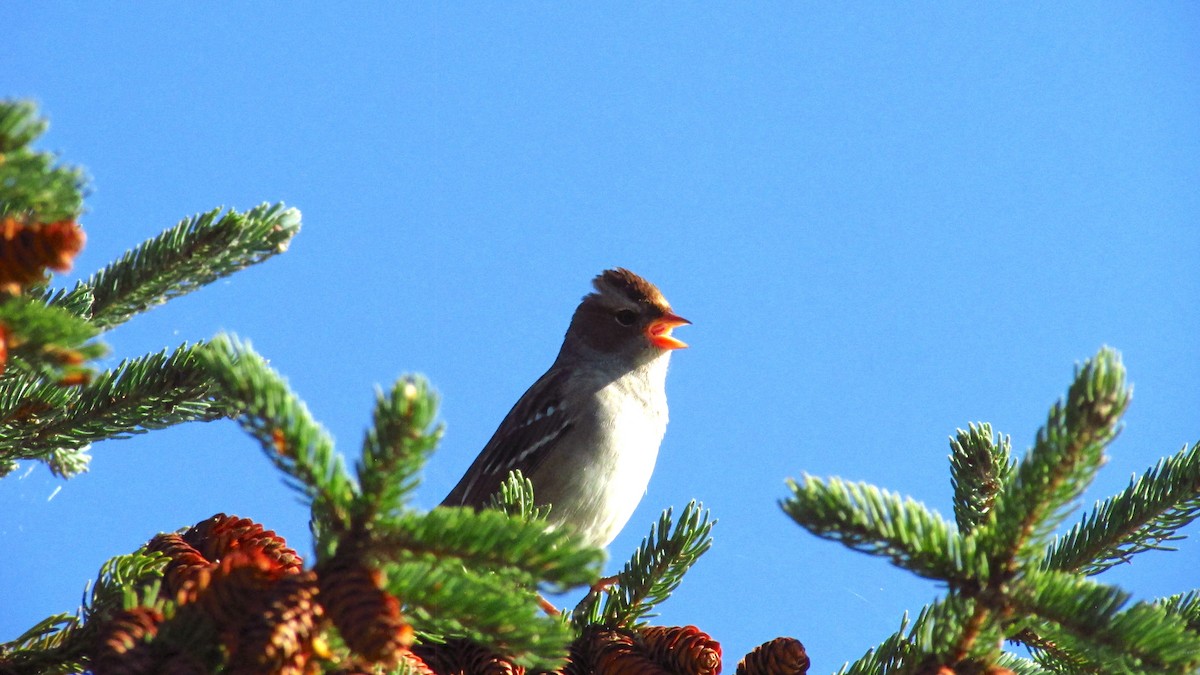 White-crowned Sparrow - ML642888784
