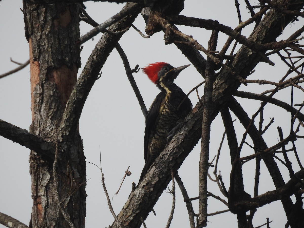 Lineated Woodpecker - ML642888786