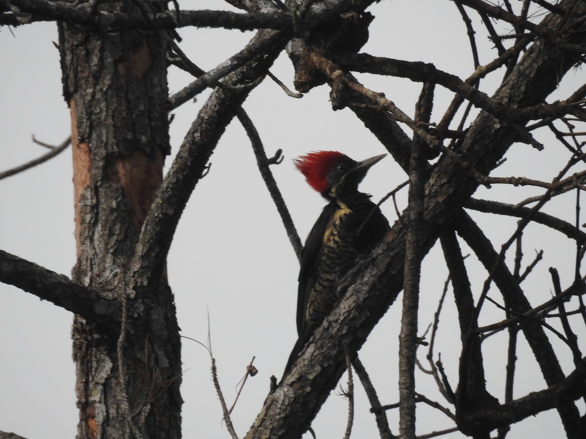 Lineated Woodpecker - ML642888787