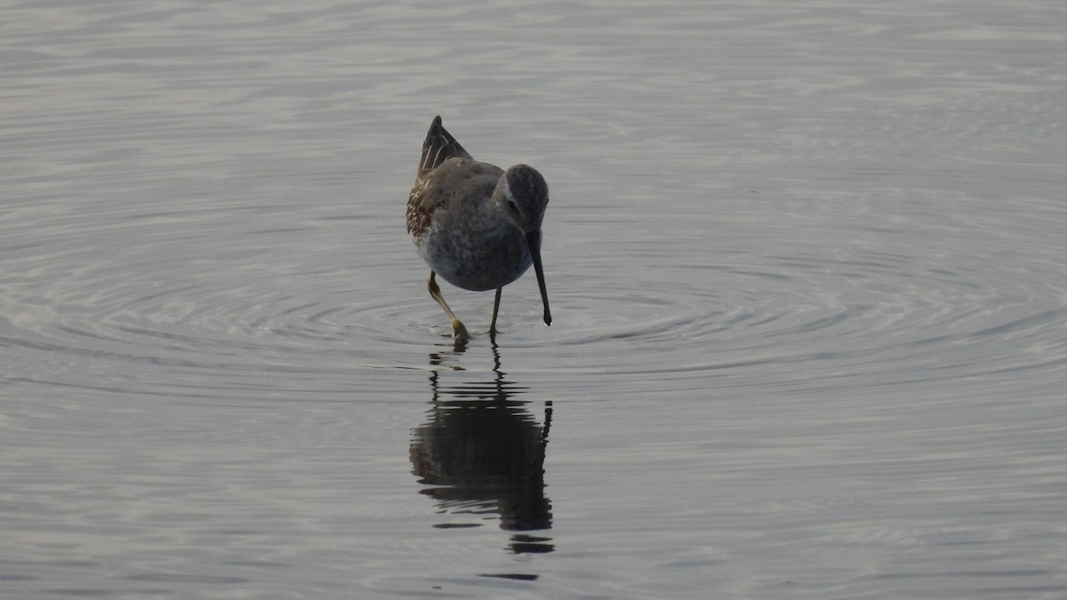 Stilt Sandpiper - ML642888788
