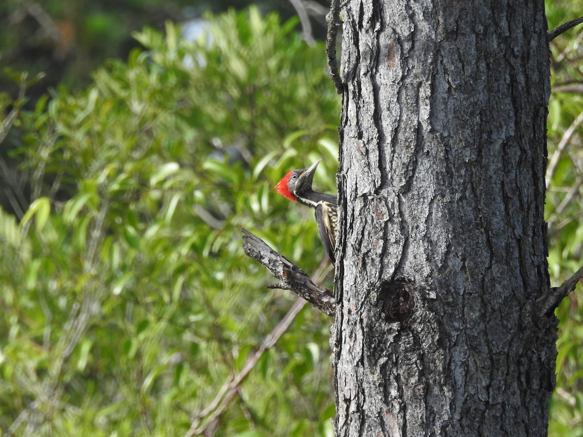 Lineated Woodpecker - ML642888800