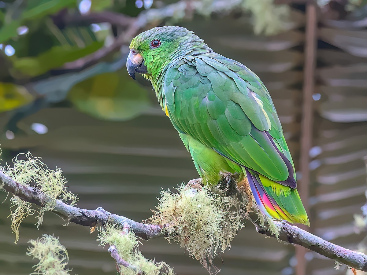 Amazona Nuquiescamosa — imagen 2