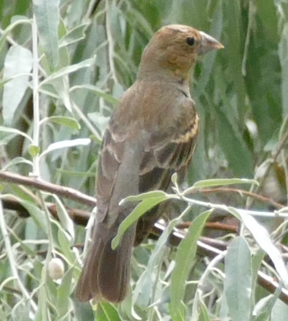 blåtykknebb - ML642888838