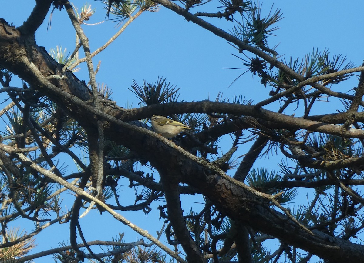 Roitelet à couronne dorée - ML642888839