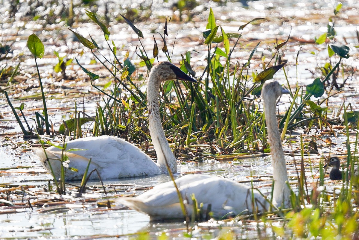 Trumpeter Swan - ML642888846