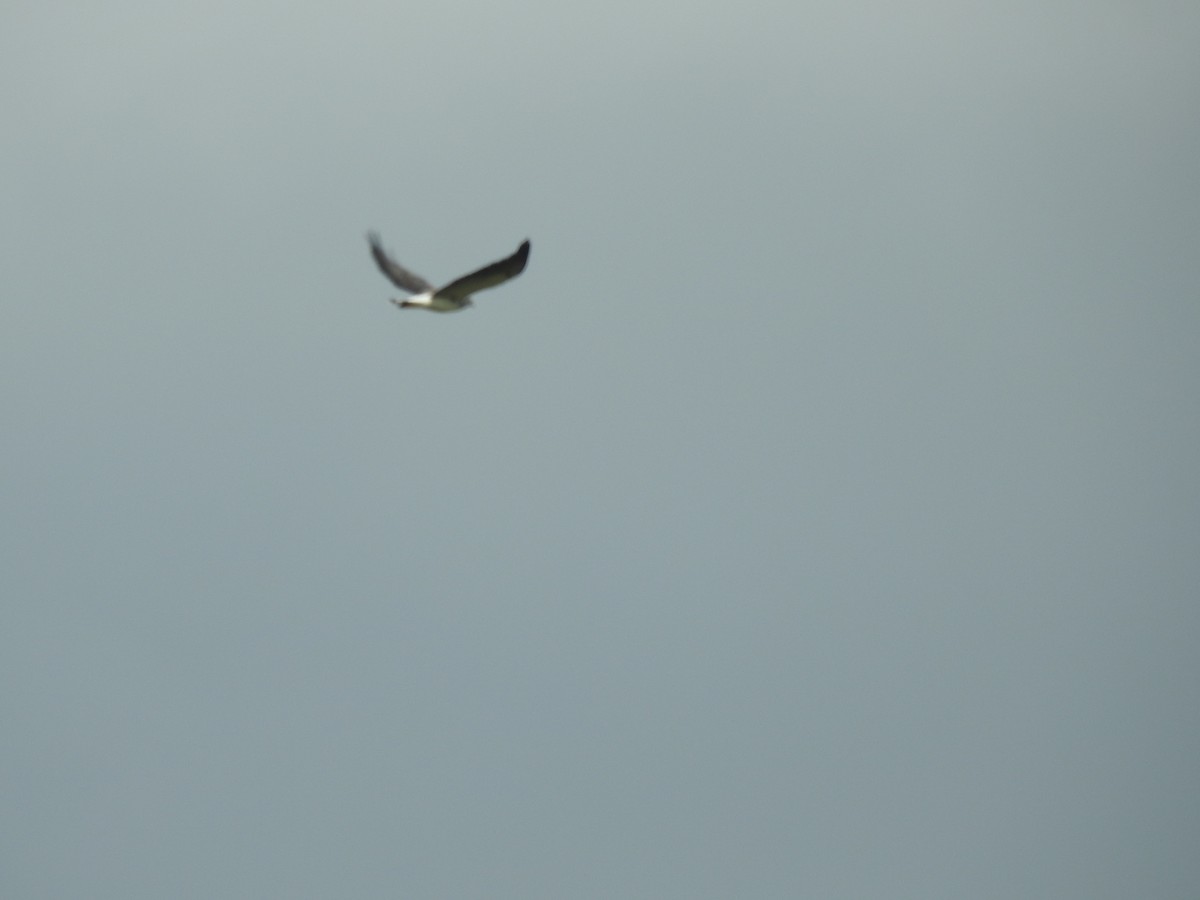 White-tailed Hawk - ML642888854