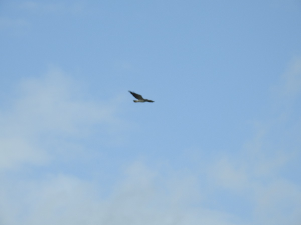 White-tailed Hawk - ML642888855