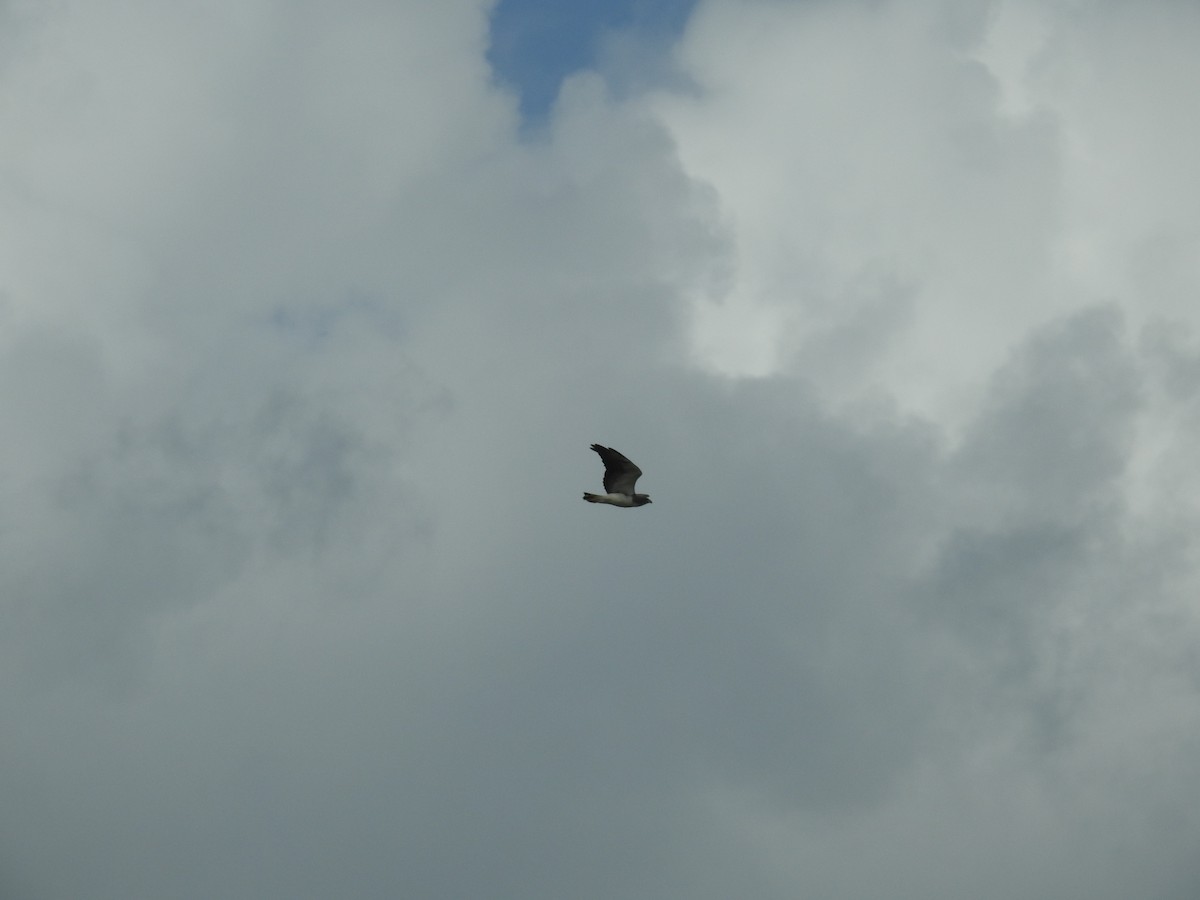 White-tailed Hawk - ML642888856
