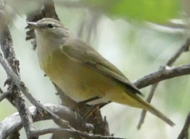 Orange-crowned Warbler - ML642888863
