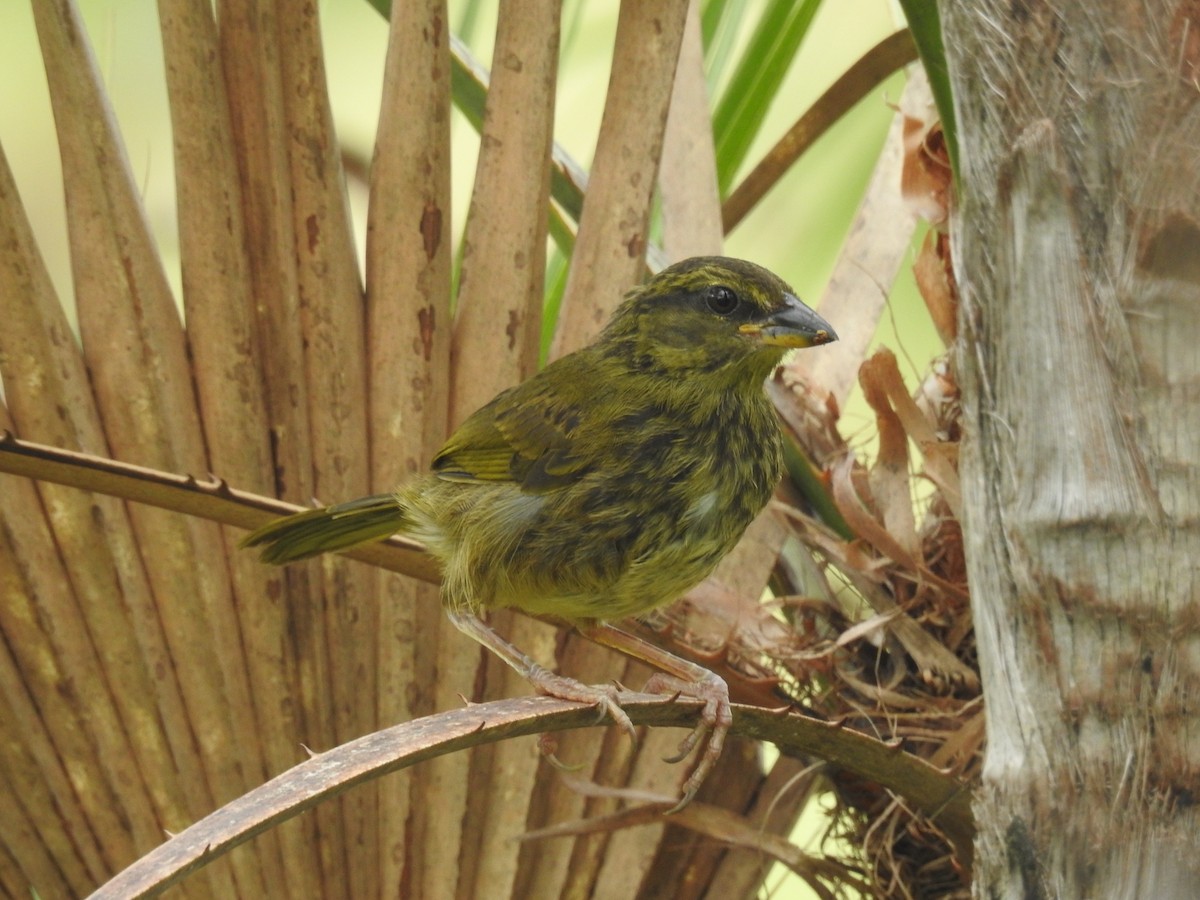 Black-striped Sparrow - ML642888878