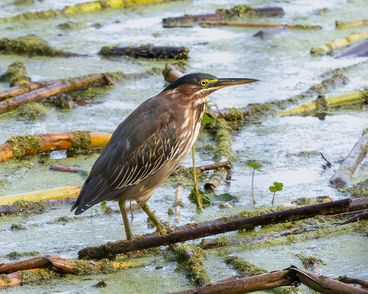 Green Heron - ML642888881