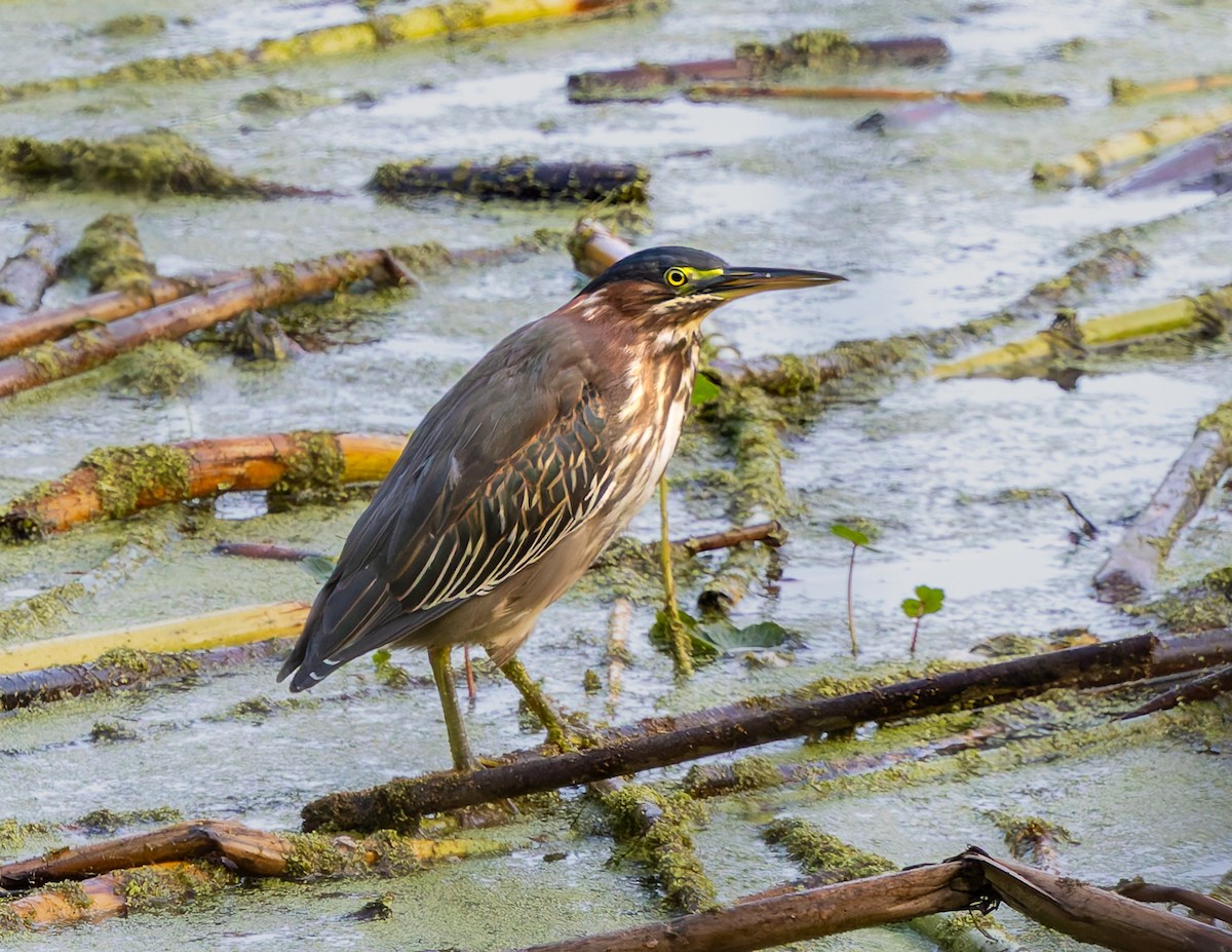 Green Heron - ML642888882