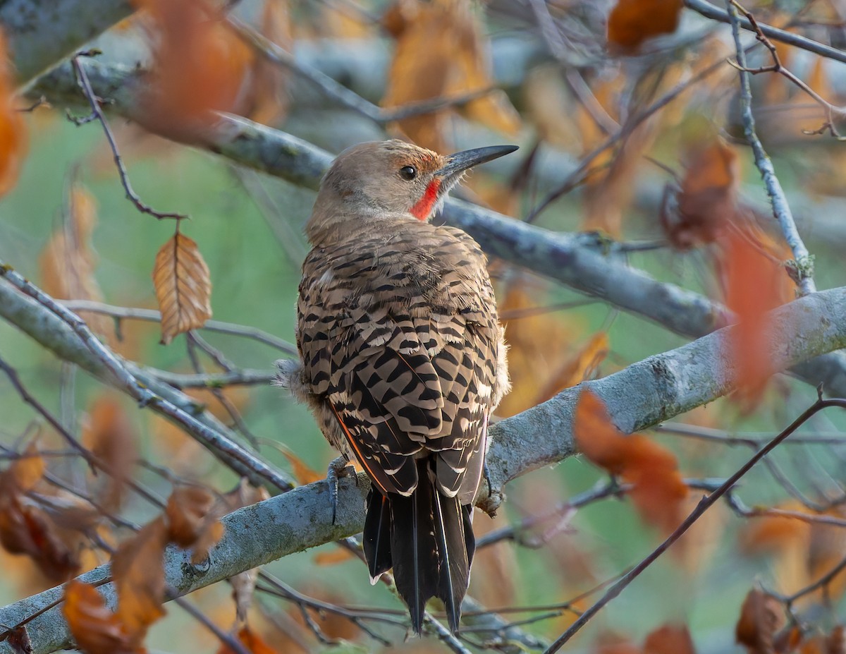 Northern Flicker - ML642888887