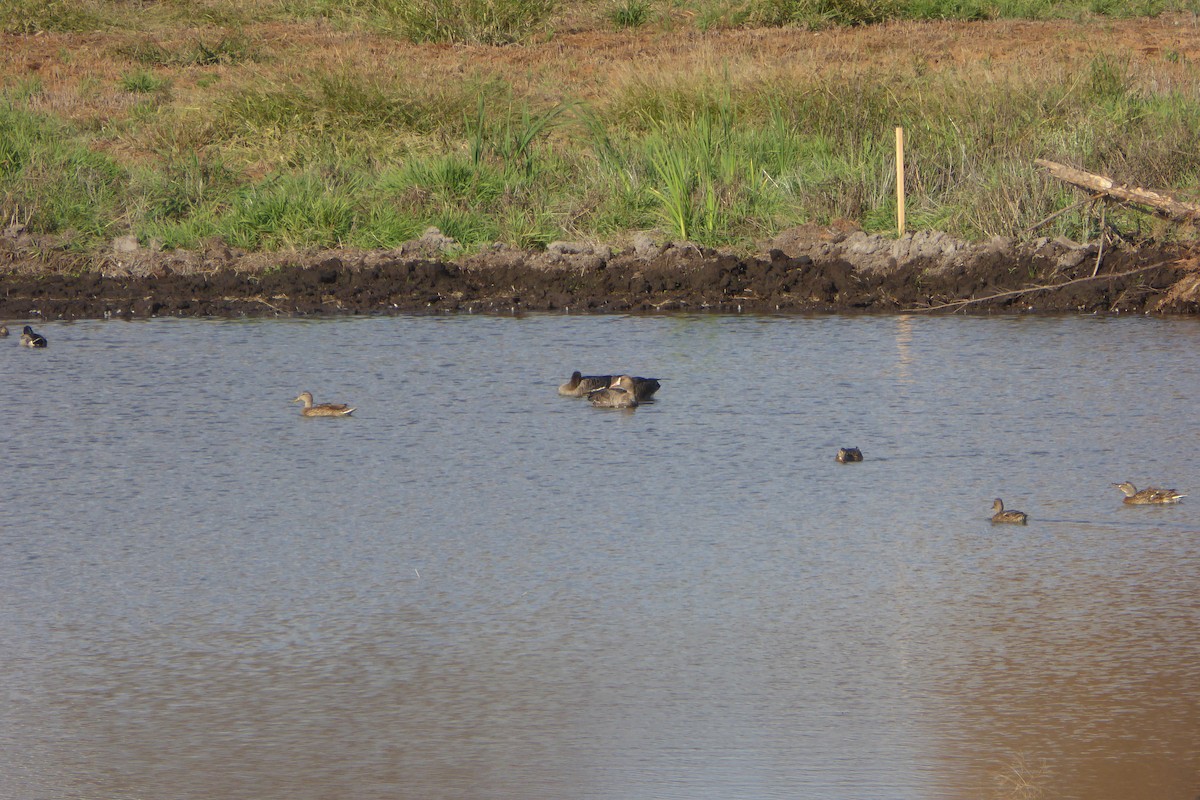 Blässgans - ML642888888