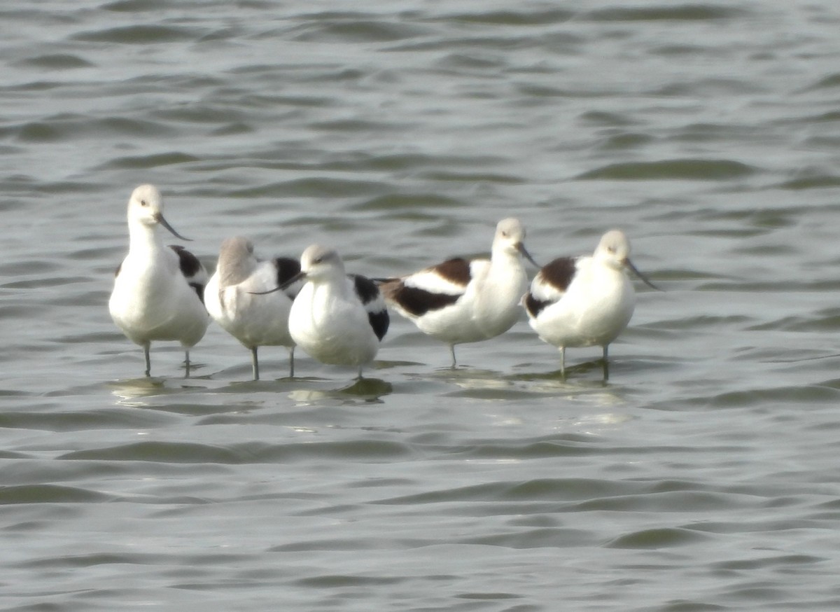 American Avocet - james oleary