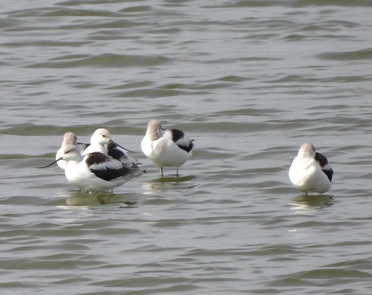 American Avocet - ML642888892