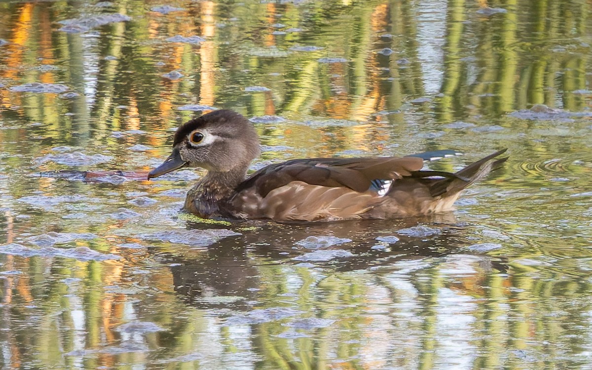 Wood Duck - ML642888898