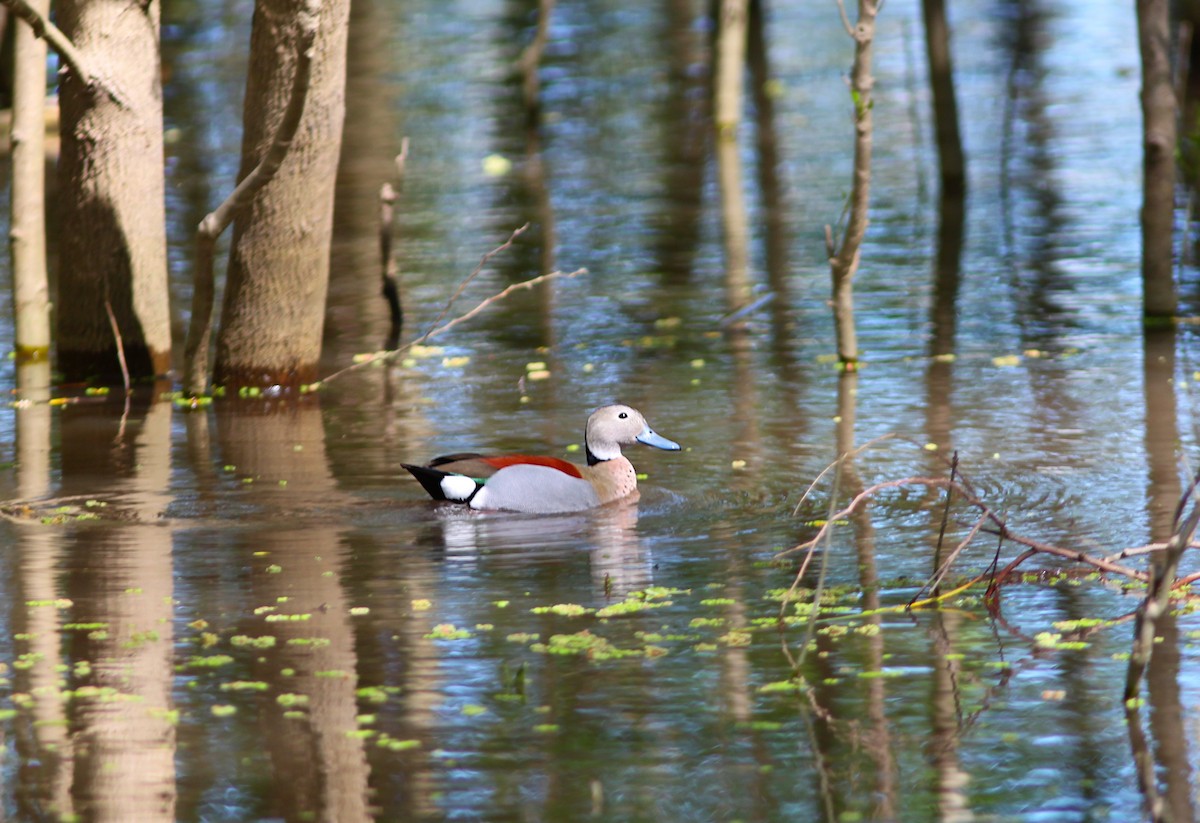 Ringed Teal - ML642888900