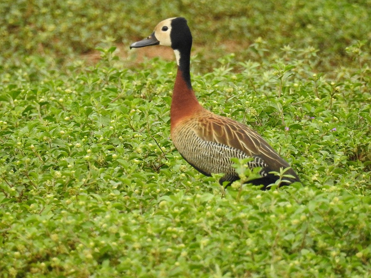 White-faced Whistling-Duck - ML642888915