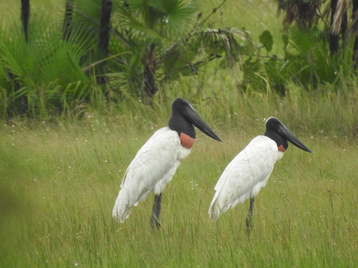 Jabiru - ML642888920