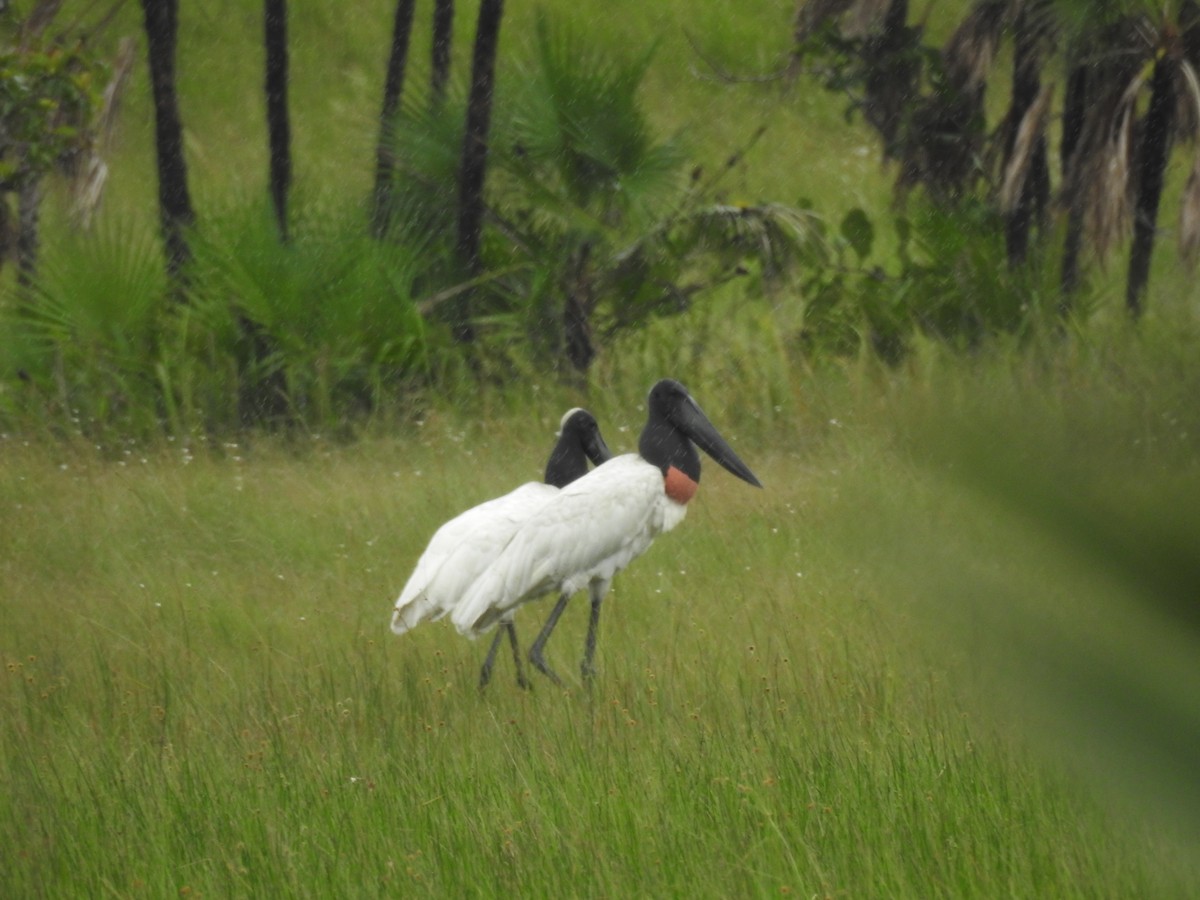 Jabiru - ML642888921