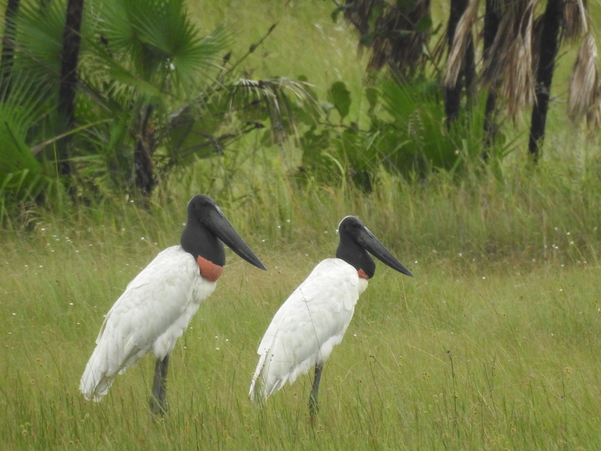 Jabiru - ML642888922