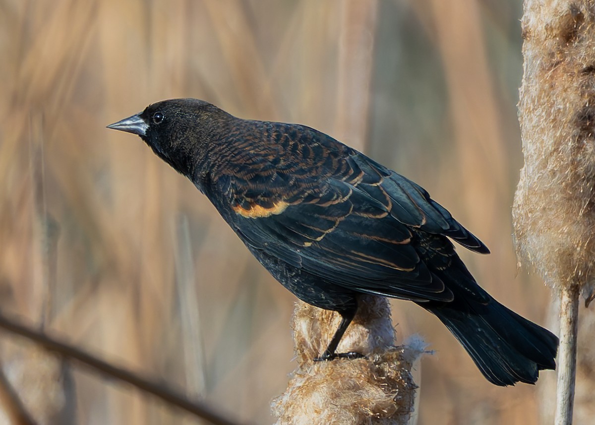 Red-winged Blackbird - ML642888924