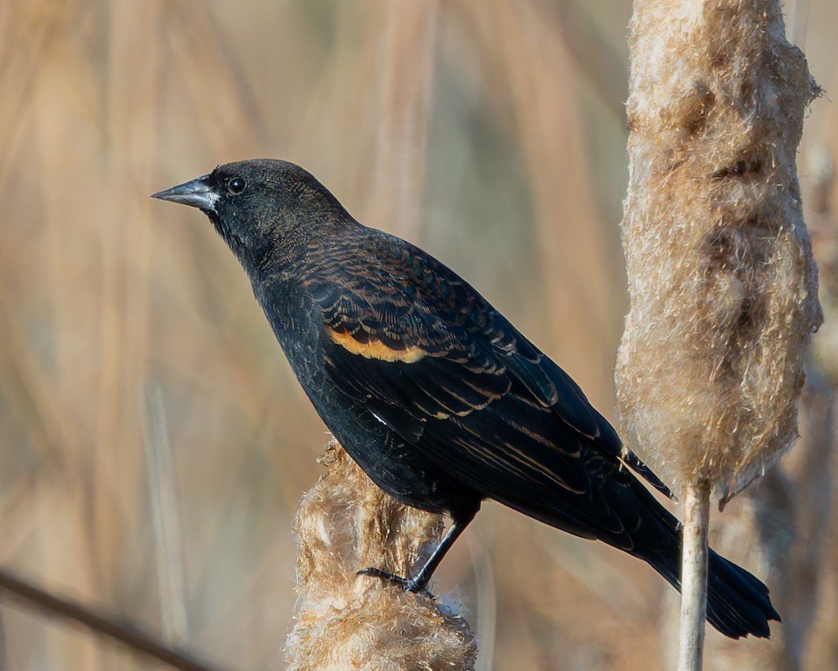 Red-winged Blackbird - ML642888925