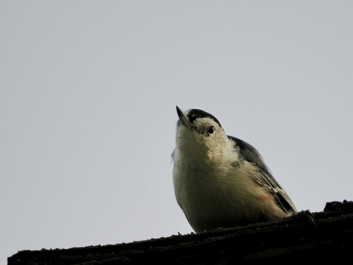 White-breasted Nuthatch - ML642888933