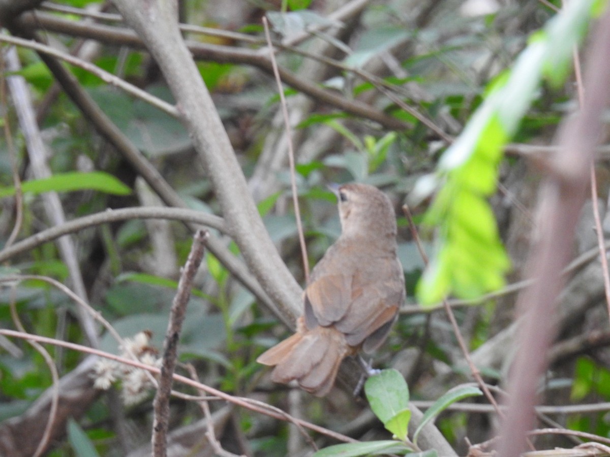 Rufous-fronted Thornbird - ML642888941