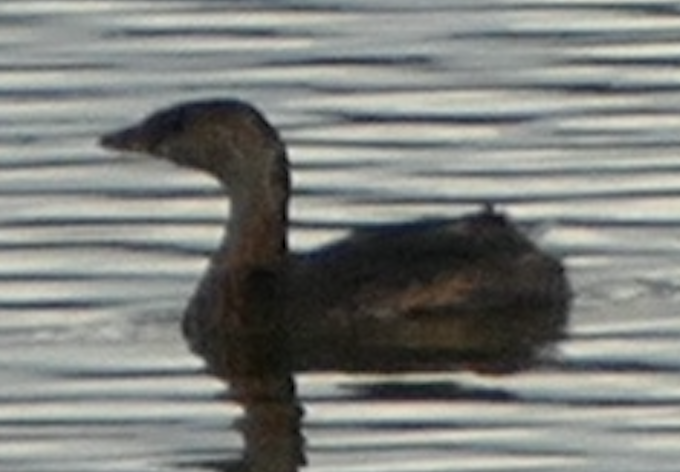 Pied-billed Grebe - ML642888942