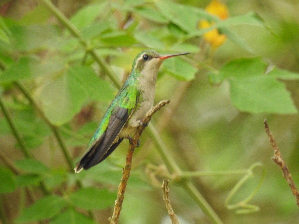 Glittering-bellied Emerald - ML642888945