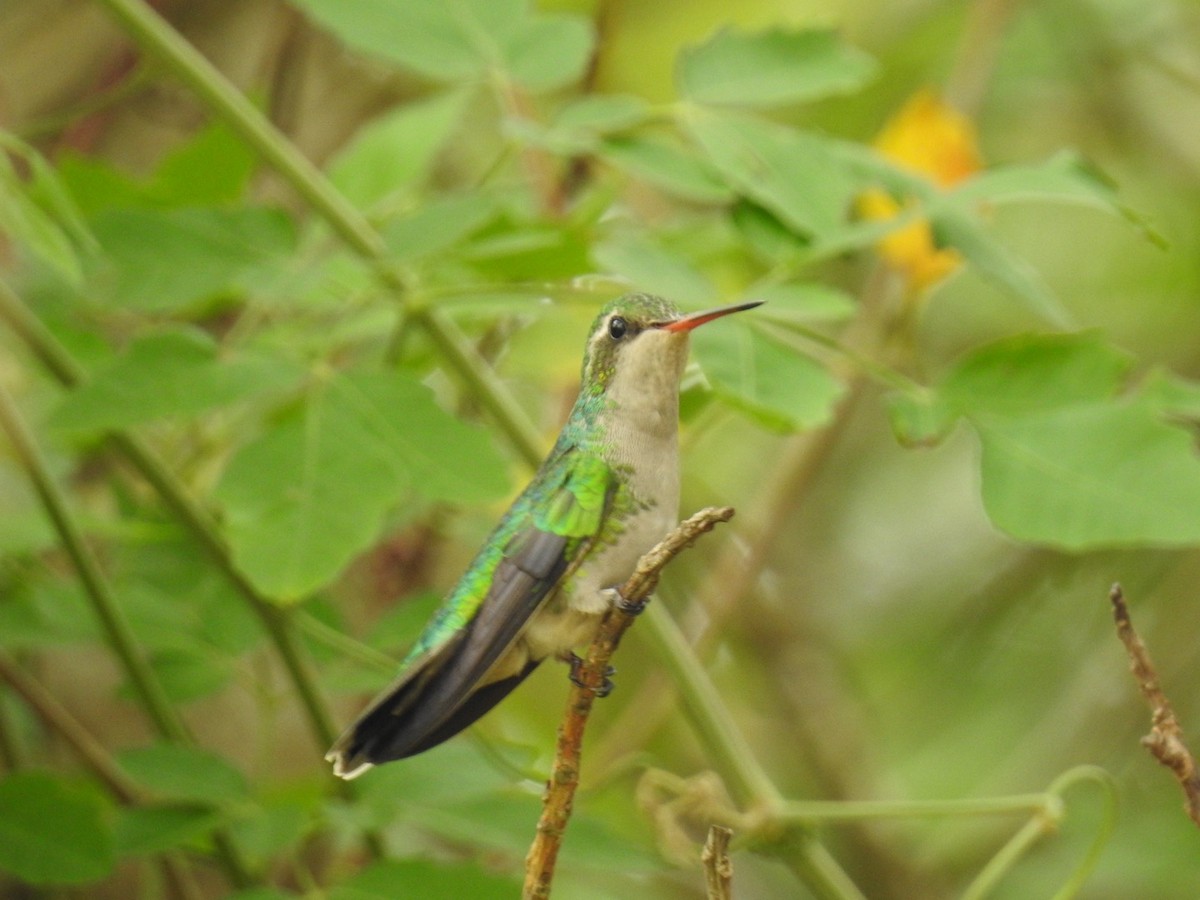 Glittering-bellied Emerald - ML642888946