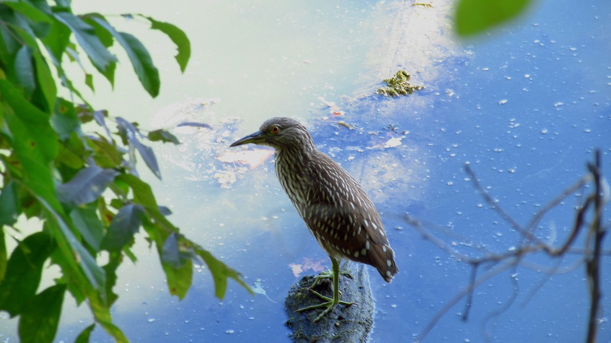 Black-crowned Night Heron - ML642888949