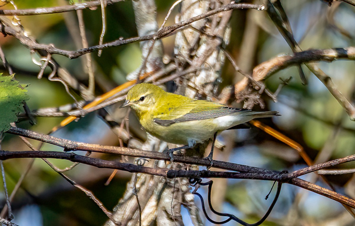 Tennessee Warbler - ML642888950