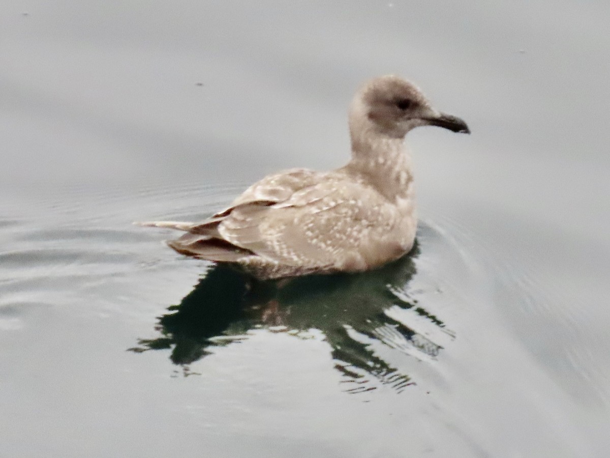 Glaucous-winged Gull - ML642888951
