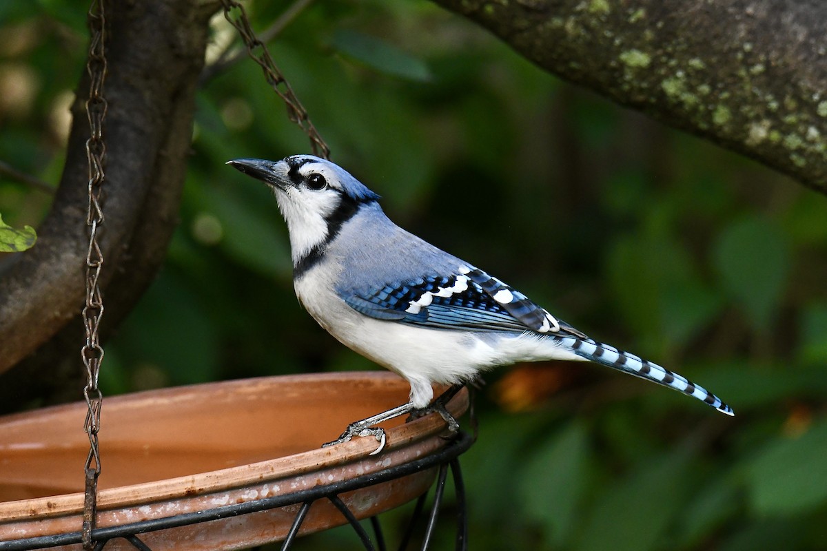 Blue Jay - ML642888952