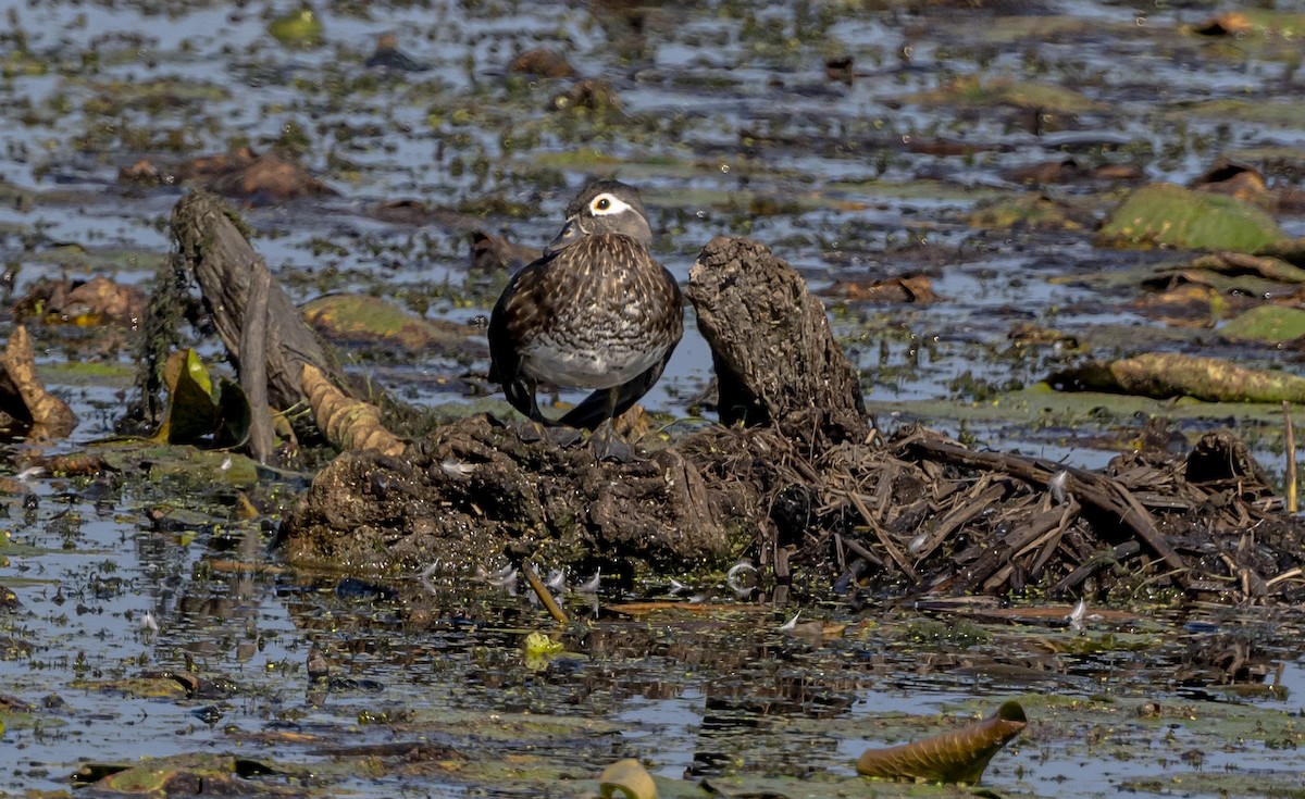 Wood Duck - ML642888953