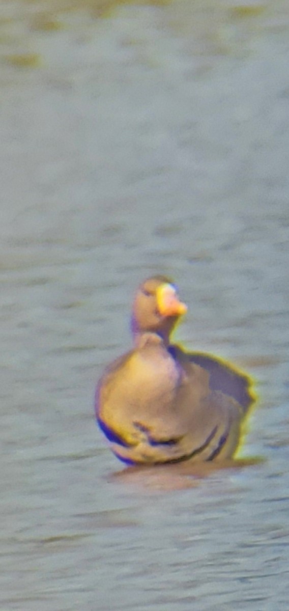 Greater White-fronted Goose - ML642888955